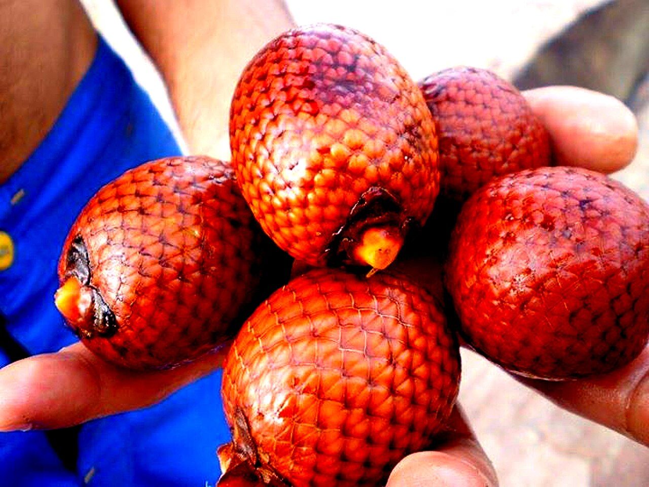 Frutos do buriti na mão de uma pessoa