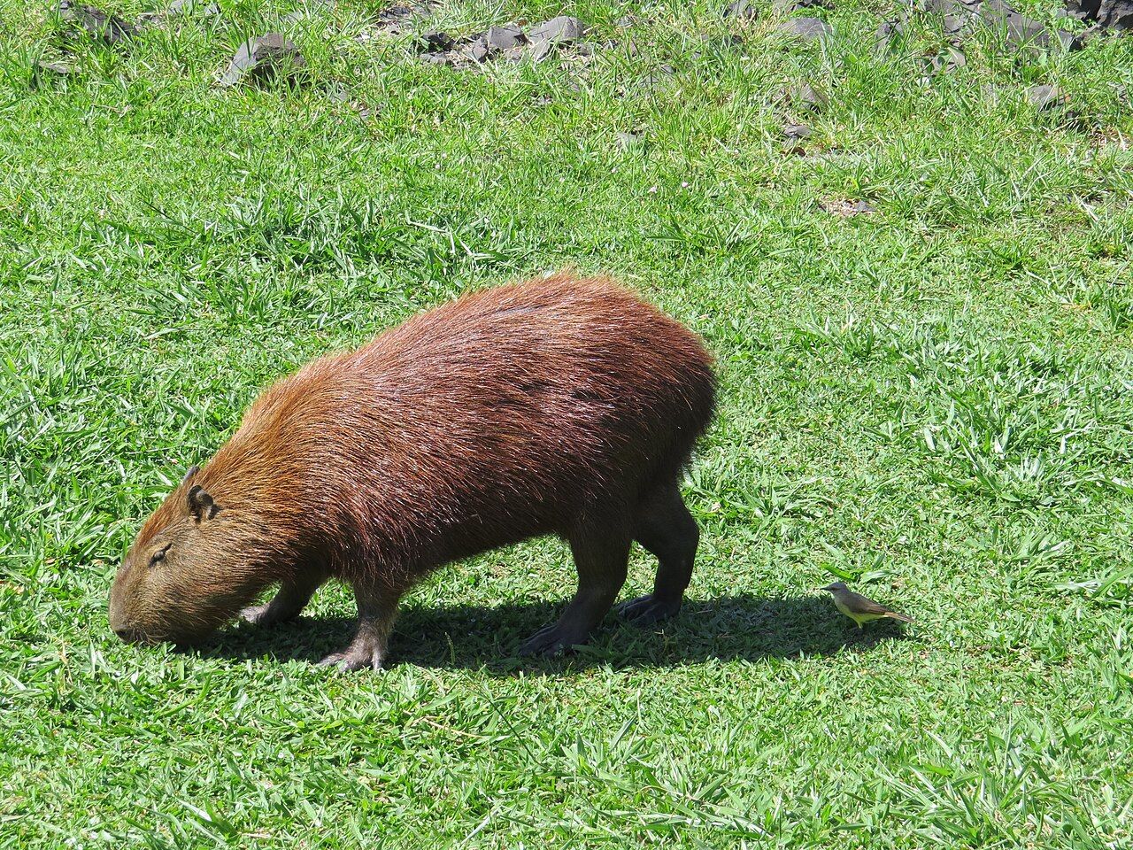 Capivara pastando na grama
