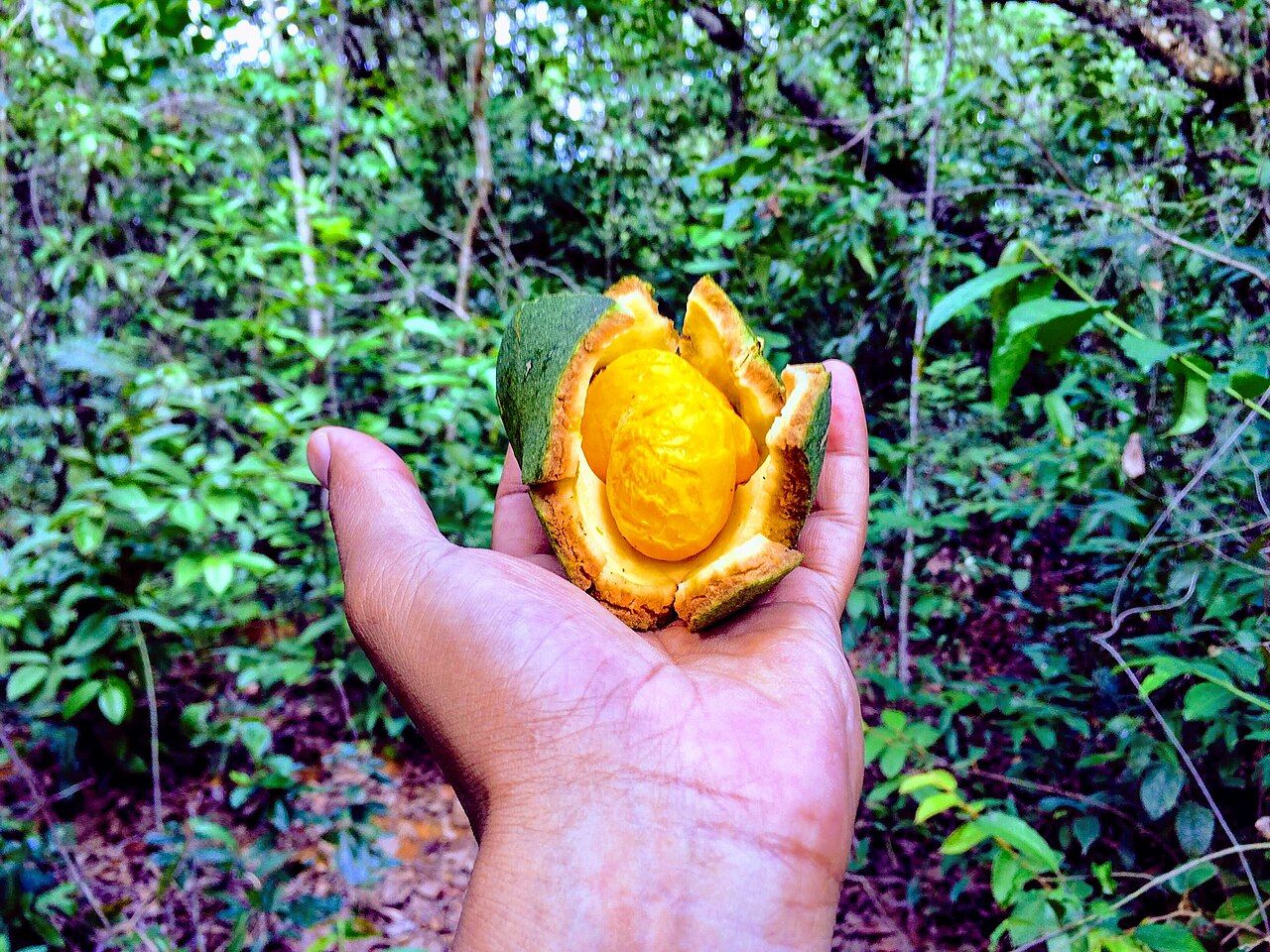 Fruto do pequizeiro aberto na palma da mão