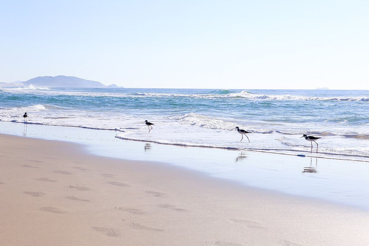 Praia do Campeche, em Florianópolis