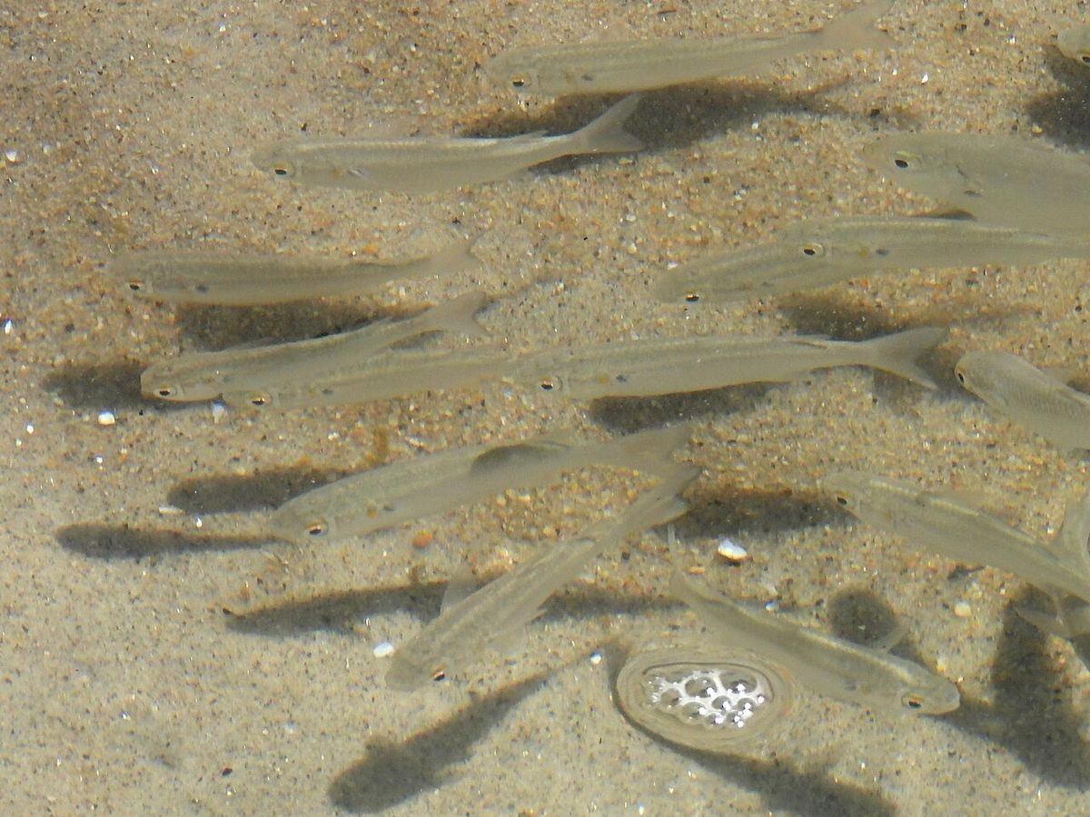 Cardume de paratis na água rasa da praia