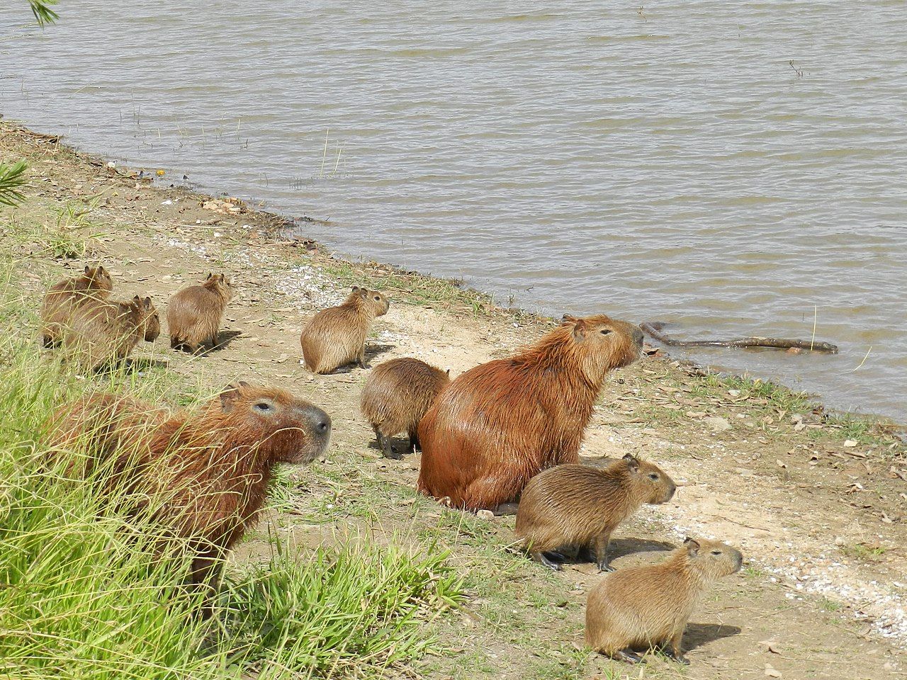 Capivaras na beira da lagoa