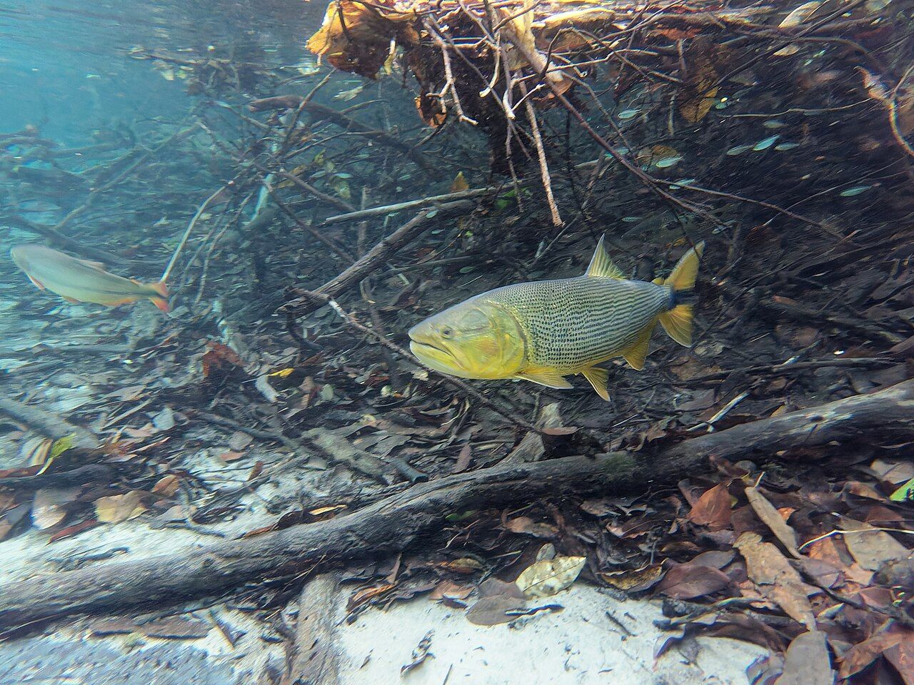 Dourado nadando na água clara