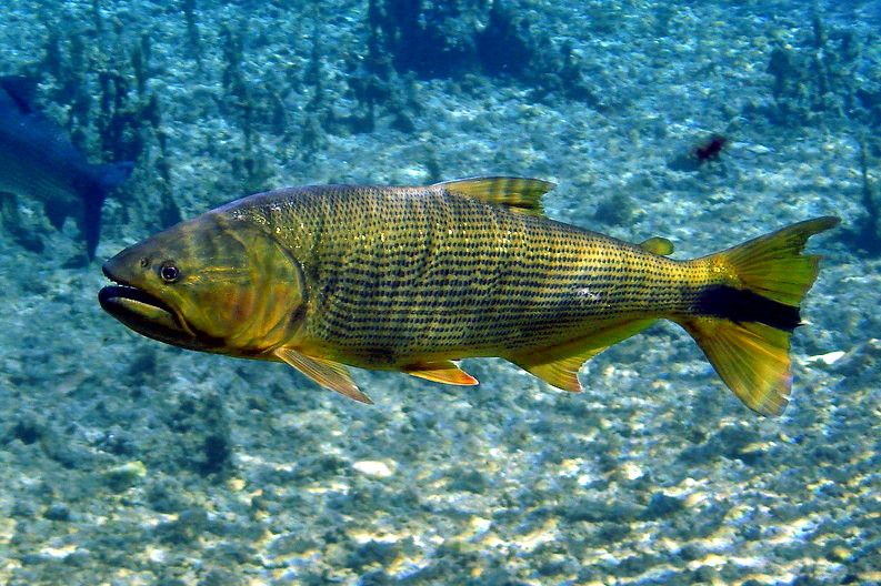 Dourado nadando