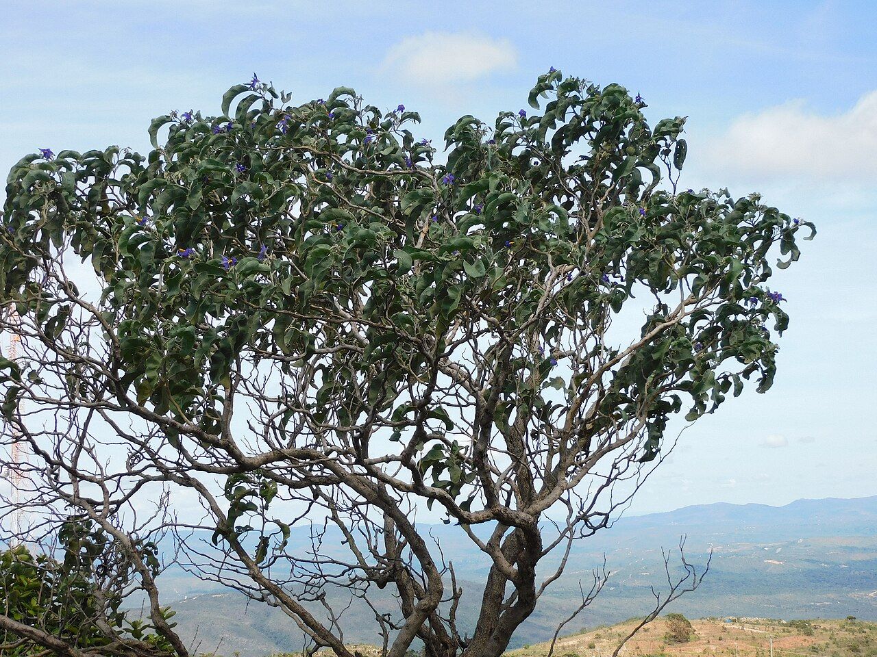 Lobeira, árvore do Cerrado