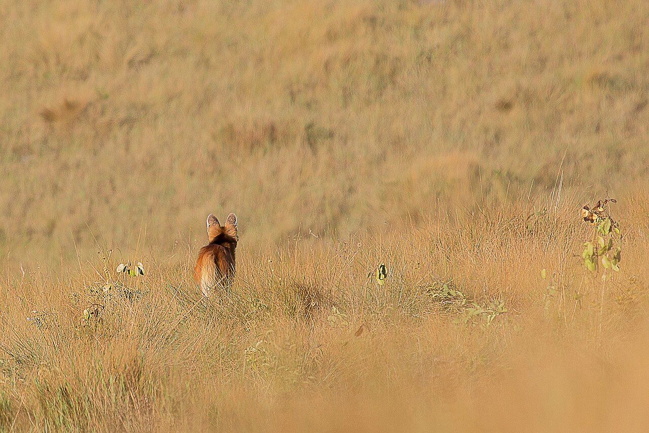 Lobo-guará na Serra da Canastra