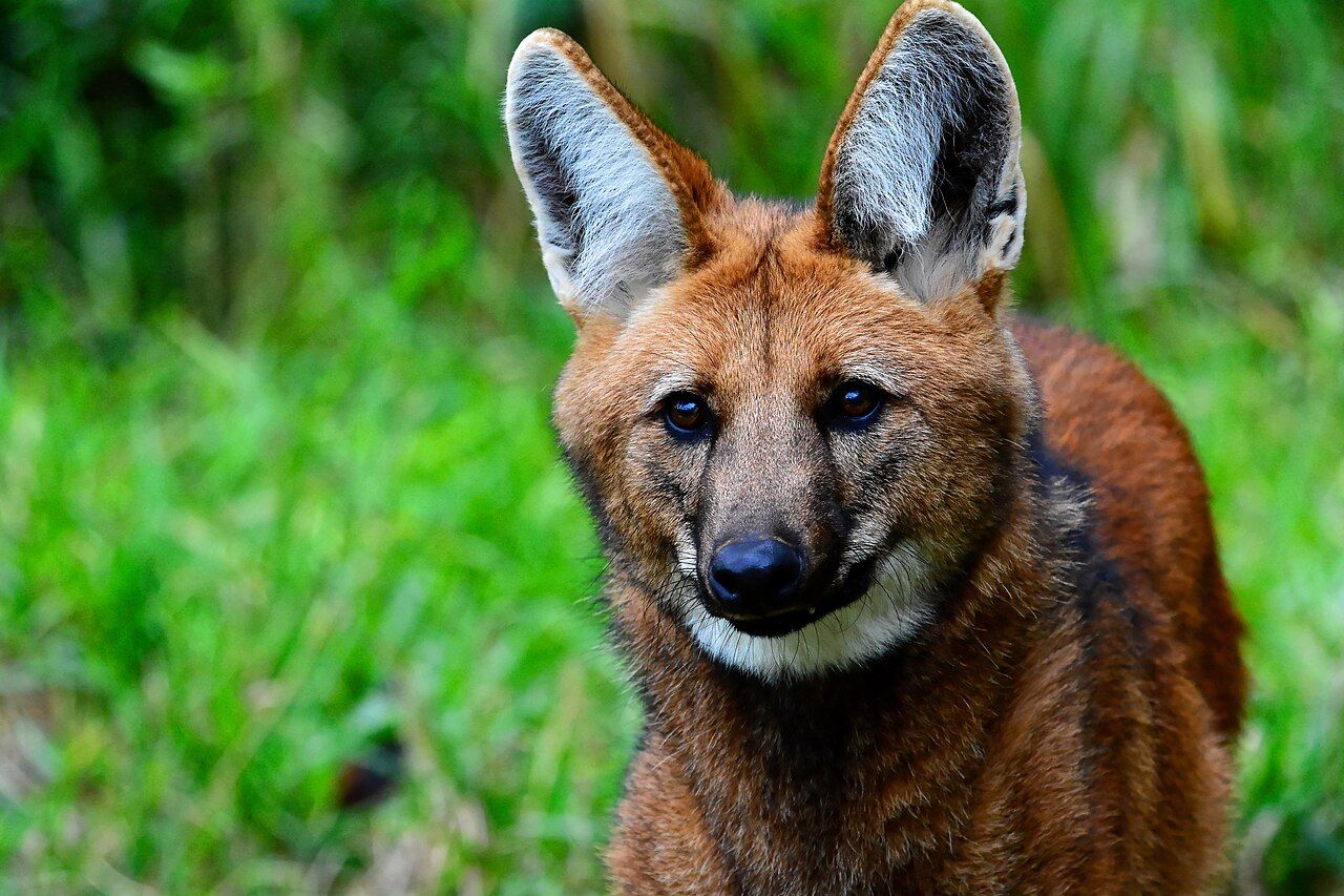 Lobo-guará no Parque Nacional da Serra da Canastra