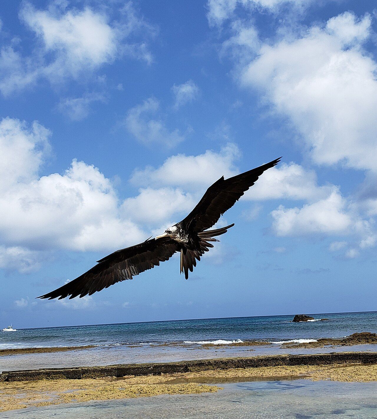 Ave marinha de asas abertas sobre uma praia