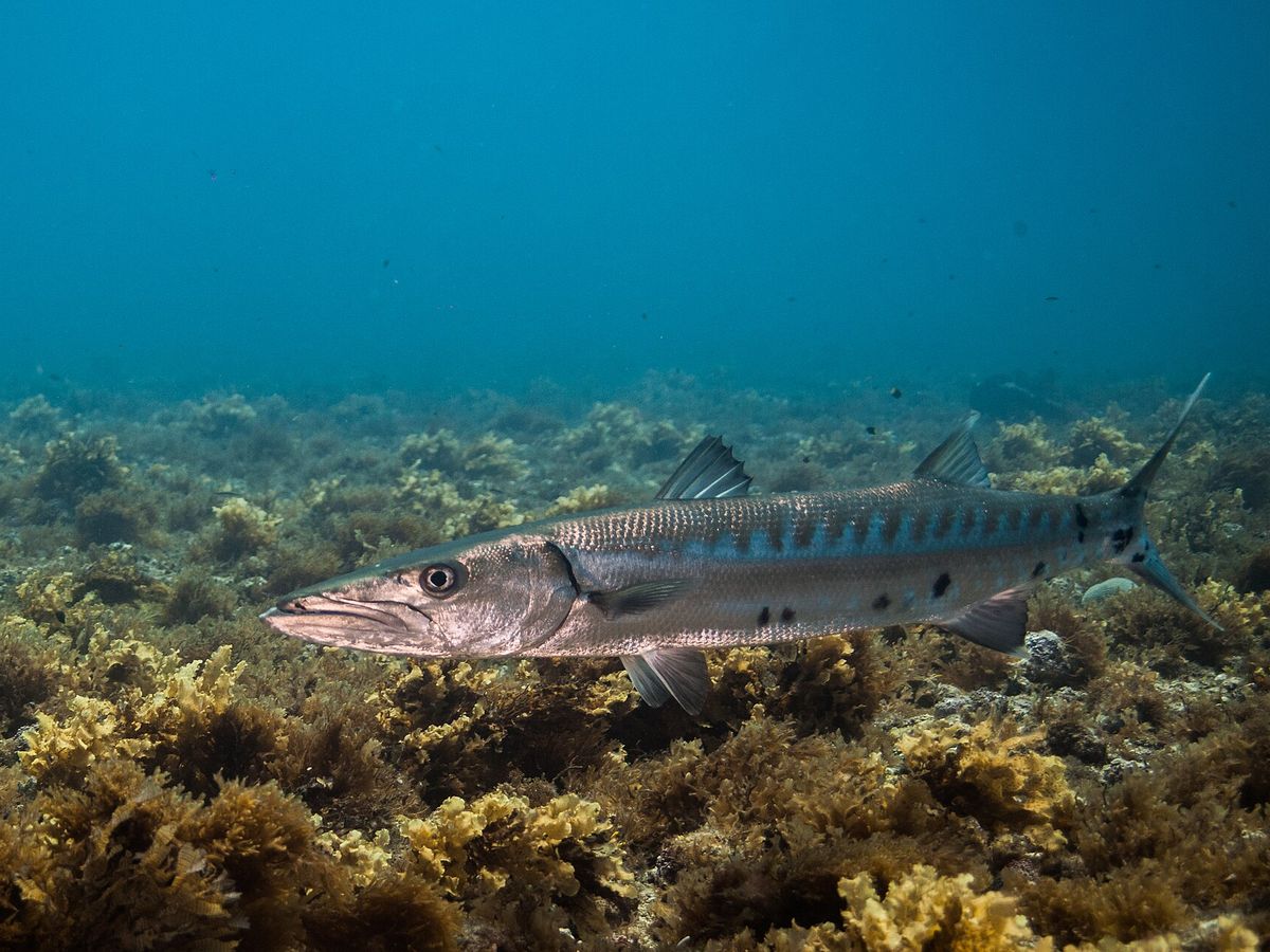 Barracuda nadando sobre o recife