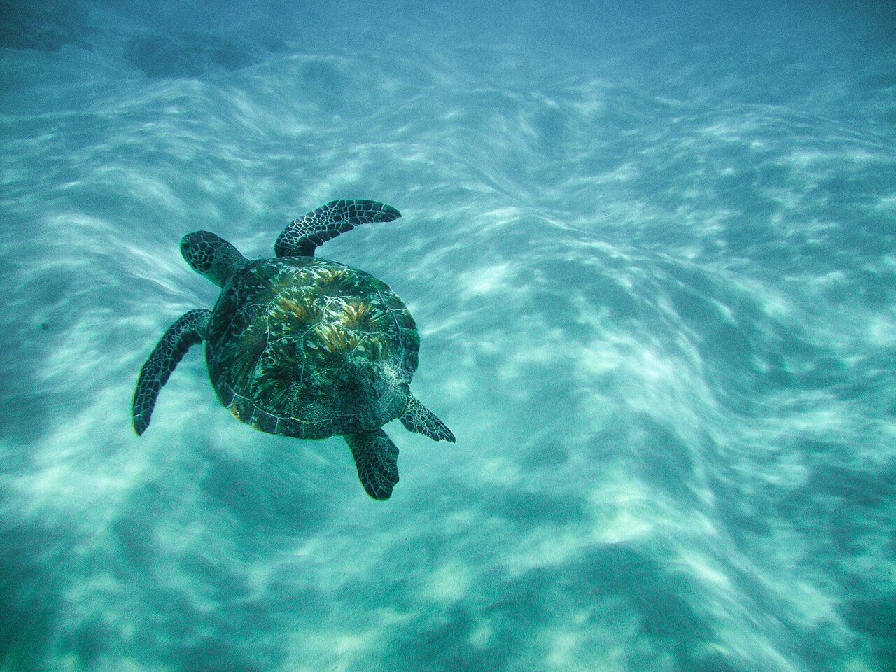 Tartaruga-marinha nadando em água clara