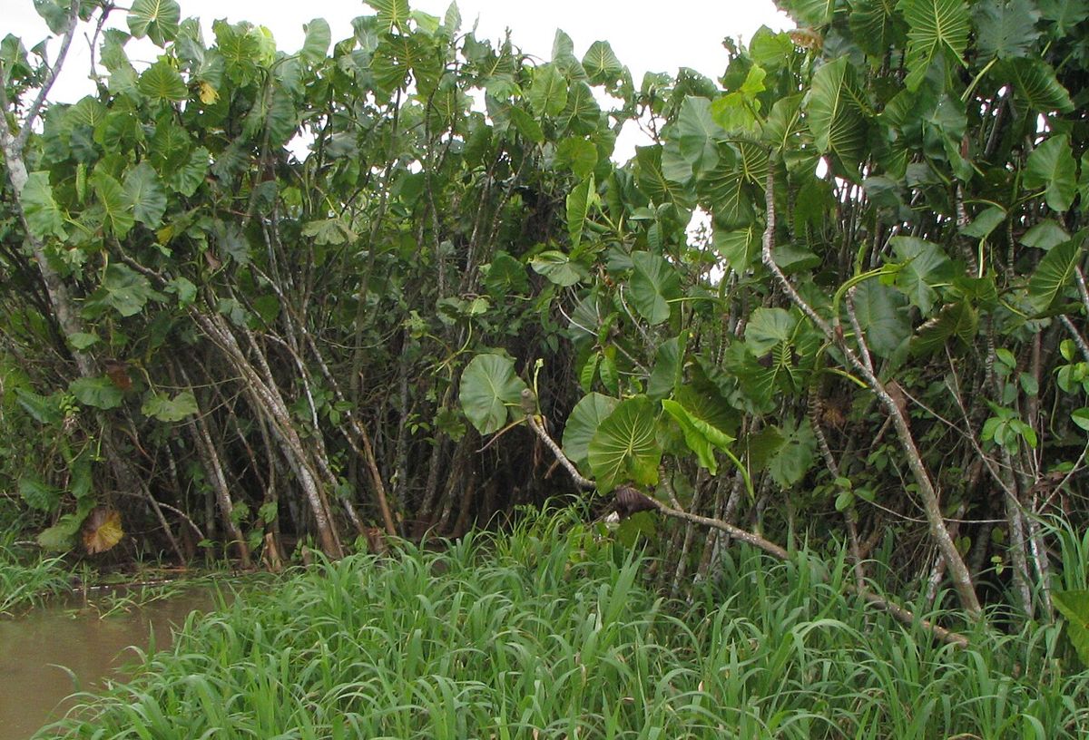 Aningal na beira de um lago