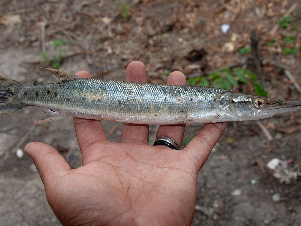 Bicuda na mão de um pescador