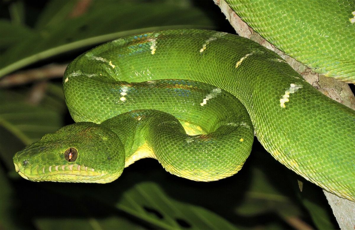 Cobra-papagaio enrolada num galho