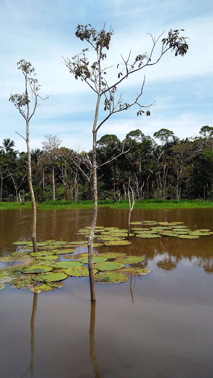 Floresta alagada no Rio Negro, com vitórias-régias
