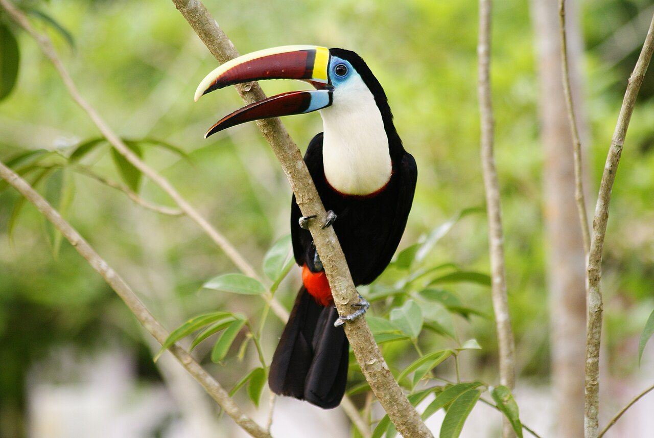 Tucano-grande-de-papo-branco num galho